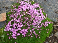 Moss Campion